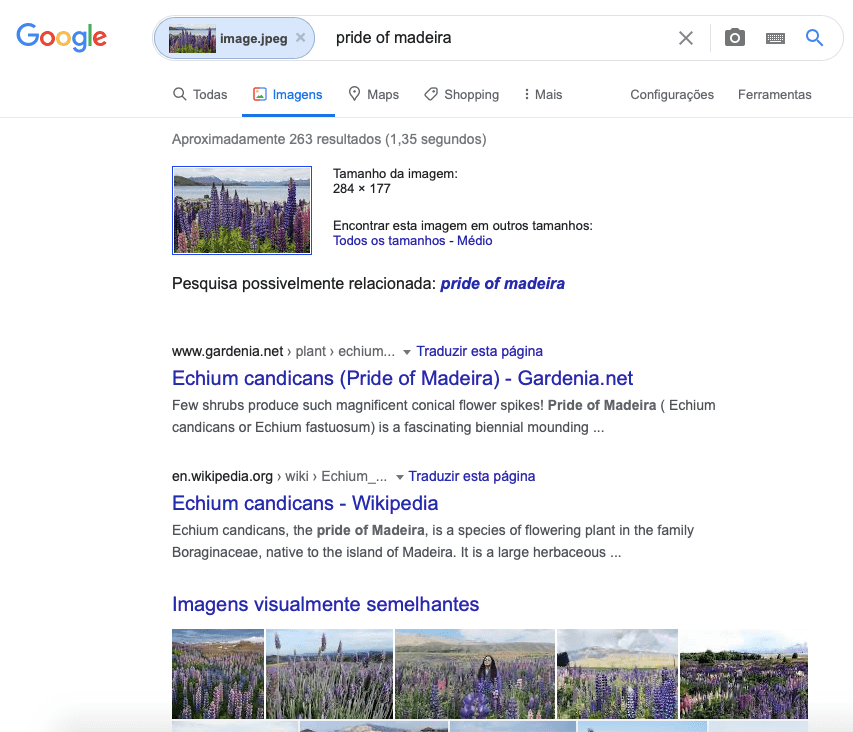 imagens semelhantes google